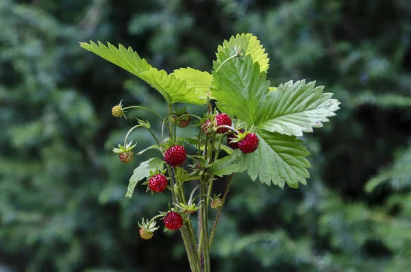 Bouquet Ripe Wild Strawberry Fruits Leaf Plana Mountain Bulgaria — Stock Photo, Image