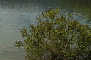 İlginç doğal arka plan ağaç, su yansıma Barajı, rezervuar veya baraj Aleksandar Stamboliiski River Rosiza ile ve nehir VIDIMA, Bulgaristan 