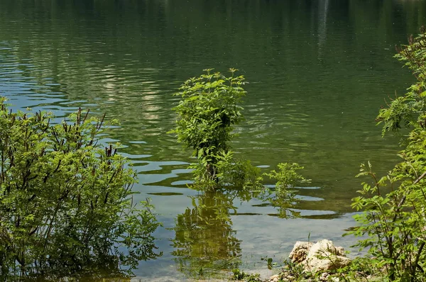 Interesante Fondo Natural Árbol Agua Con Reflexión Presa Embalse Presa —  Fotos de Stock