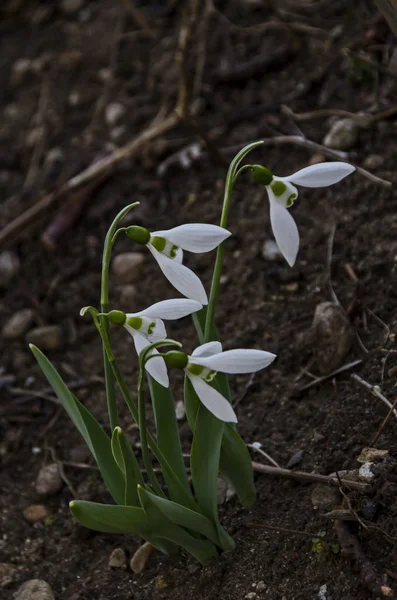 Bunch Snowdrops Galanthus Nivalis Flowers Garden Heralds Spring Sofia Bulgaria — стоковое фото