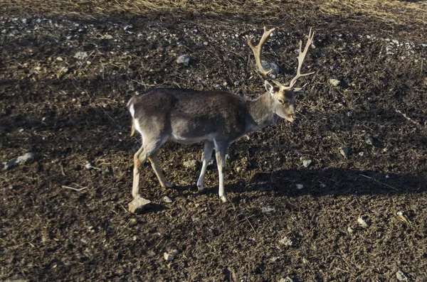 Roe Deer Stang Fawn Capreolus Out Turn Field Sofia Bulgaria — Stock Photo, Image