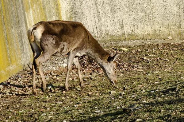 Dişi Karaca Hind Veya Capreolus Capreolus Yürümek Bir Park Sofia — Stok fotoğraf