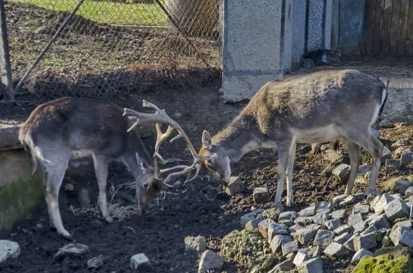 Dua Roe Deers Stang Atau Capreolus Bermain Lapangan Sofia Bulgaria — Stok Foto