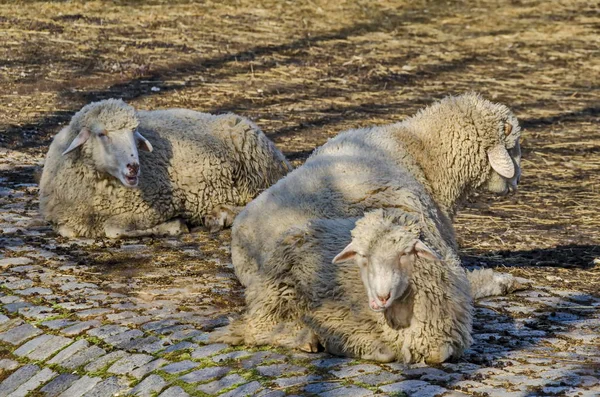 Vue Ferme Avec Groupe Moutons Blancs Gros Plan Sofia Bulgarie — Photo