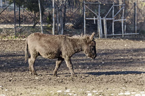 Hermoso Burro Caminando Corral Otoñal Sofía Bulgaria —  Fotos de Stock