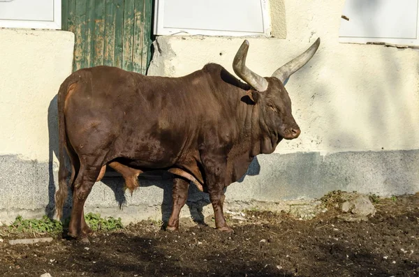 Africano Touro Marrom Ankole Watusi Bos Taurus Watusi Ankole Longhorn — Fotografia de Stock