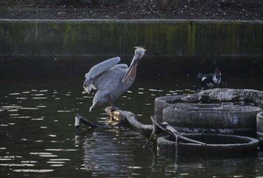  Beyaz pelikan veya Pelecanus onocrotalus Gölü ve splash su çevresinde, Sofya, Bulgaristan bagaja yanıyor   