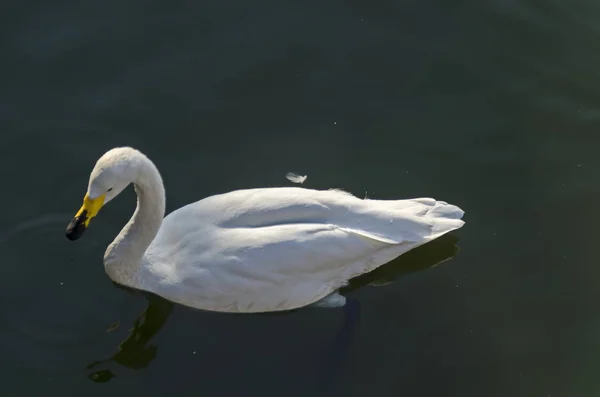 Beautiful White Swan Swimming Lake Sofia Bulgaria — Stock Photo, Image