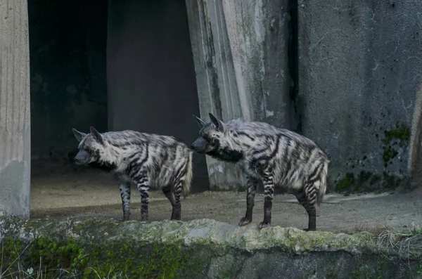 Twee Gestreepte Hyena Kijken Agressief Sofia Bulgarije — Stockfoto