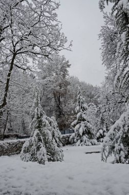 Kış parkındaki karlı ağaçların muhteşem manzarası, Bankya, Sofya, Bulgaristan   