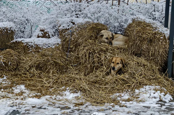 Two Unhoused Dogs Relax Winter Street Straw Bankya Sofia Bulgaria — Stock Photo, Image