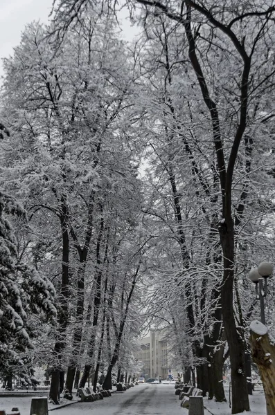 Vue Majestueuse Sur Les Arbres Enneigés Banc Dans Parc Hiver — Photo