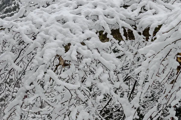 Naturliga Snöiga Bakgrund Snöiga Bush Vinterparken Bankya Sofia Bulgarien — Stockfoto