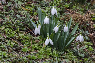Baharın başlarında bahçede taze beyaz kar damlaları, Sofya ve Bulgaristan 