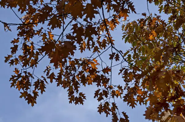 Natürlicher Hintergrund Aus Dem Herbstlichen Laub Der Eiche Plana Mountain — Stockfoto