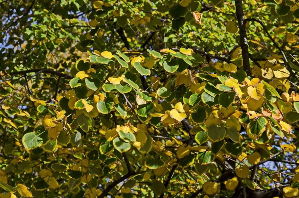 Natürlicher Hintergrund Aus Dem Herbstlichen Laub Der Linde Plana Mountain — Stockfoto
