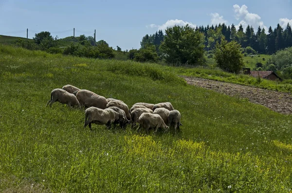 Vista Del Campo Primaverile Gruppo Pecore Bianche Vicino Plana Montagna — Foto Stock