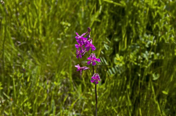 Pink blossom  wildflower on background summer meadow with  different grass , Plana mountain, Bulgaria