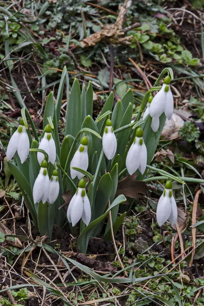 Nieves Blancas Frescas Jardín Principios Primavera Sofía Bulgaria — Foto de Stock