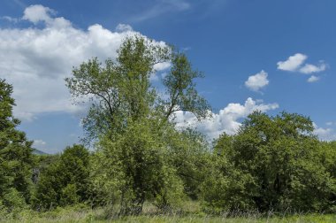Yatay yaz başlarında doğa glade ve taze ormanda Plana mountain, Bulgaria  