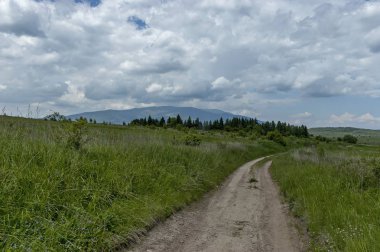 Görkemli bahar orman, taze glade ile farklı çimen çiçek kır çiçeği ve road, Plana dağ, Bulgaristan 