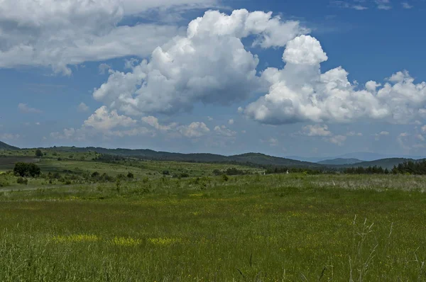 Majestueuse Forêt Printanière Clairière Fraîche Avec Différentes Herbes Fleurs Sauvages — Photo