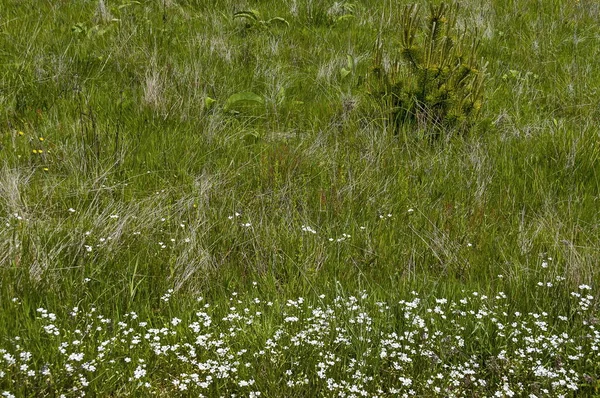 Primeros Prados Verano Con Diferentes Hierbas Flores Silvestres Blancas Plana — Foto de Stock