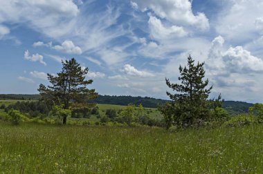 Görkemli erken yaz çam ağacı, taze glade ile farklı çim ve çiçek kır çiçeği, Plana dağ, Bulgaristan 
