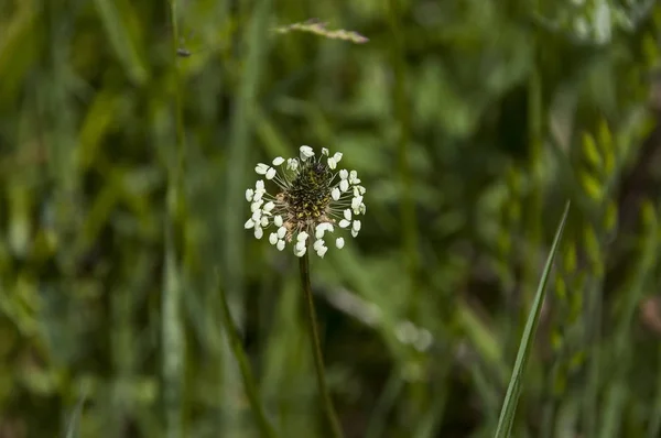 Detail Kvetení Květin Nebo Piantago Zeleném Pozadí Sofie Bulharsko — Stock fotografie
