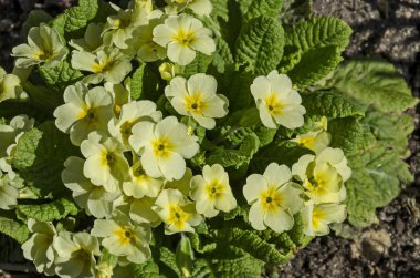 Küçük bir grup sarı çuha çiçeği veya Primula vulgaris çiçek bir yatakta bahçesinde, Sofia, Bulgaristan  