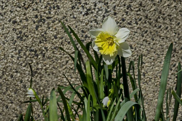 Ljust Vita Påskliljor Eller Narcissus Blom Sofia Bulgarien — Stockfoto