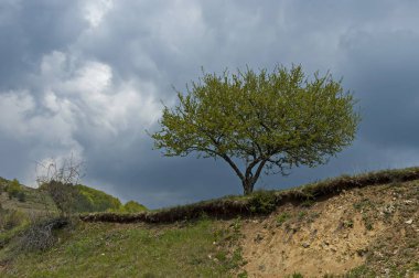 Bahar sahne yabani erik ağacı taze yeşil yaprakları dağ yamacında, Plana mountain, Bulgaria  