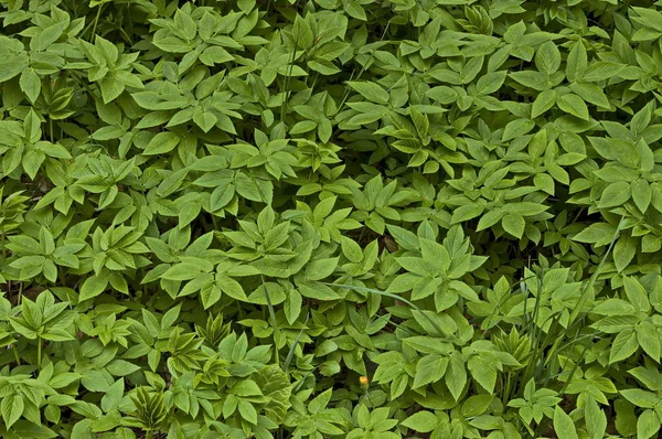 Antecedentes Del Campo Hierba Verde Natural Primavera Montaña Plana Bulgaria — Foto de Stock