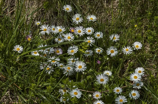 Jarní Louka Bílé Sedmikrásky Kvetou Květy Glade Plana Hora Bulharsko — Stock fotografie