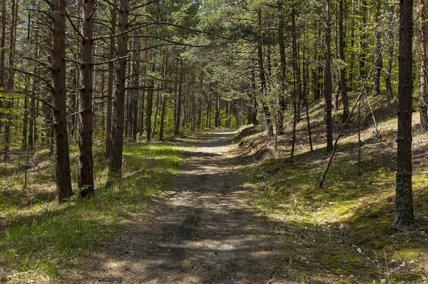 Beautiful Landscape Spring Nature Mix Forest Dirt Road Green Glade — стоковое фото