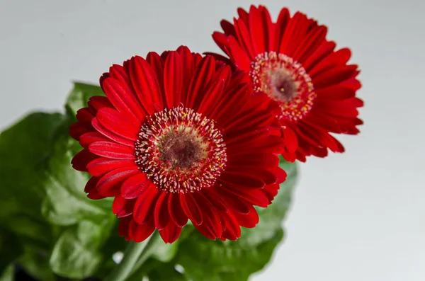 Buquê Flor Vermelho Gerbera Margaridas Flor Fundo Branco Sofia Bulgária — Fotografia de Stock