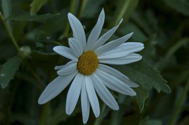 Yeşil bir alanda beyaz papatya çiçeği Güzellik çiçek, Sofya, Bulgaristan 