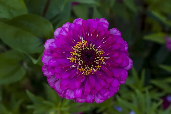 Rama Fresca Rosa Zinnia Flor Flor Jardín Sofía Bulgaria — Foto de Stock