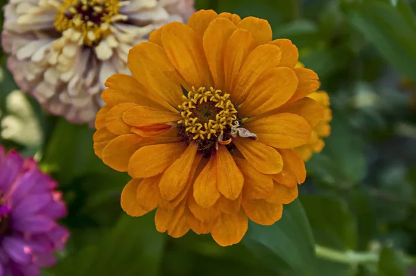 Rama Fresca Zinnia Naranja Flor Flor Jardín Sofía Bulgaria — Foto de Stock