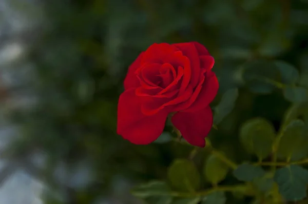 Brindille Fraîche Fleur Rose Rouge Dans Jardin Sofia Bulgarie — Photo