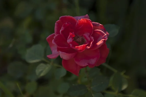 庭に赤いバラの花の新鮮な小枝 ソフィア ブルガリア — ストック写真