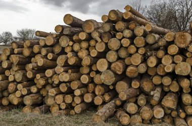 Yığın veya Plana mountain, Bulgaria ahşap günlükleri yığını yan görünüm 