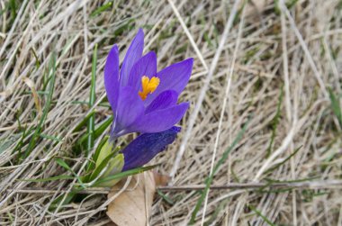 Glade, Plana dağ, Bulgaristan güzel bahar mor bitkisi çiçeği.  