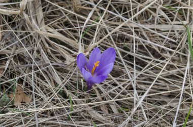 Glade, Plana dağ, Bulgaristan güzel bahar mor bitkisi çiçeği.  