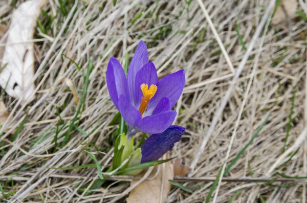 Vacker Lila Krokus Vårblommor Gläntan Plana Berg Bulgarien — Stockfoto