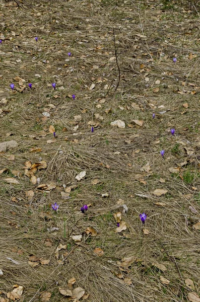 空き地 プラナ山 ブルガリアの美しい春紫クロッカスの花 — ストック写真