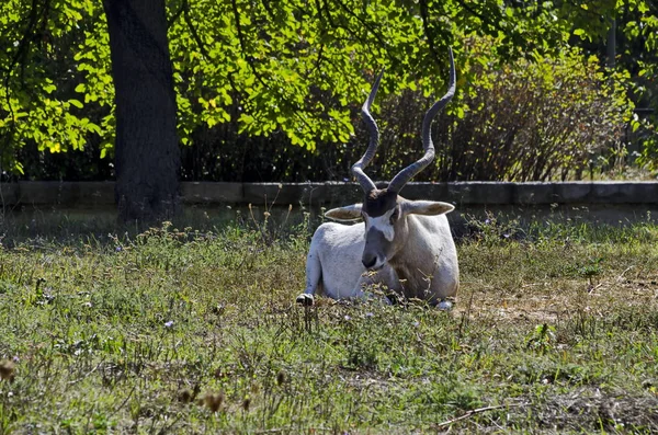 Jedna Bílá Antilopa Relaxovat Podzimním Zeleném Parku Sofie Bulharsko — Stock fotografie