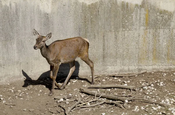 Fena Roe Deer Stojící Poli Těšící Sofie Bulharsko — Stock fotografie