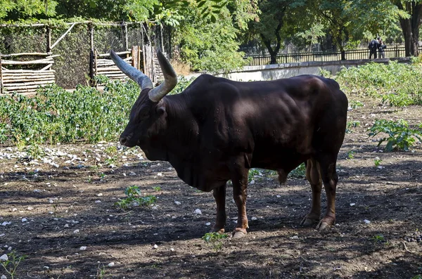 Africano Touro Marrom Ankole Watusi Bos Taurus Watusi Ankole Longhorn — Fotografia de Stock