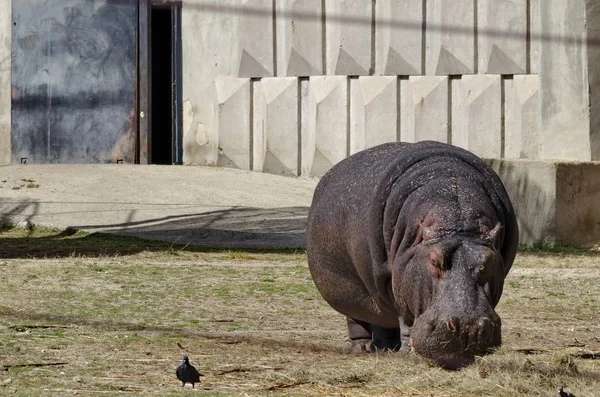 Hipopótamo Hippopotamus Amphibius Alimentación Pasto Seco Parque Sofia Bulgaria — Foto de Stock